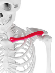 3d rendered medically accurate illustration of the clavicle