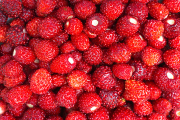 bright ripe wild strawberries isolated - many small berries-close-up