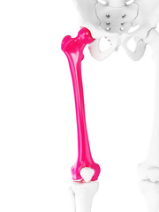 3d rendered medically accurate illustration of the femur