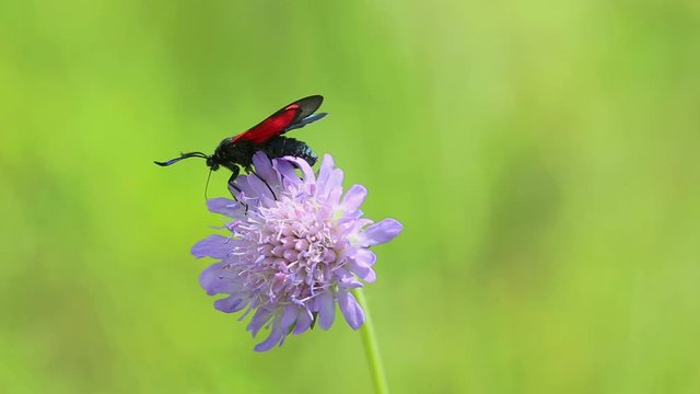 ix-spot Burnet (Zygaena filipendulae) Butterfly is on wild purple flower, macro