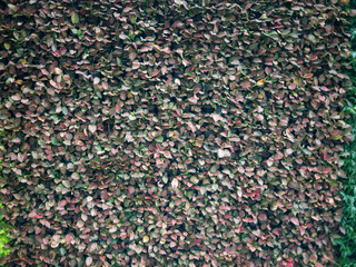 Green grass wall texture for backdrop design and eco wall and die-cut for artwork