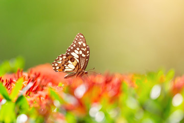 lime butterfly on spike flower