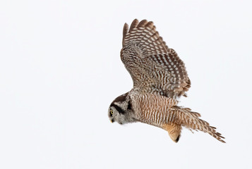 Northern Hawk-Owl (Surnia ulula) isolated on white background in flight hunting in winter in Canada
