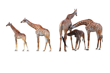 Giraffe family on a white background,with clipping path
