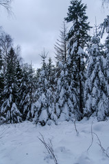 Bieszczady las zima 