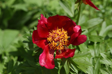 red peony with bees in the garden