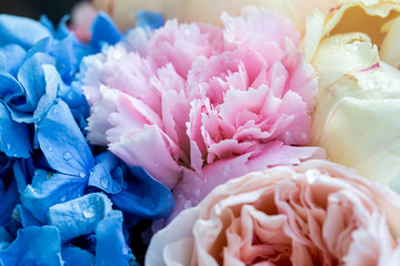 Flower background with amazing pink and creamy peonies. Bouquet of gentle peony flowers.