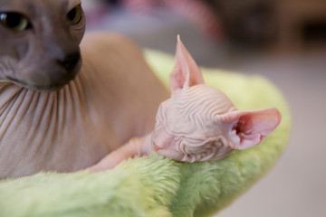 sleeping white two month old Don Sphinx cat on light green fur background