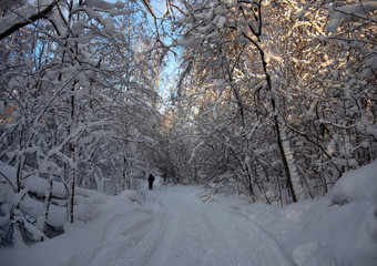 Walk in the sunny snowy winter forest, snowdrifts, snow on tree branches