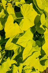 autumn green and yeallo leaves background in the sun
