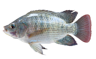 Tilapia Isolated on white background. With clipping path.