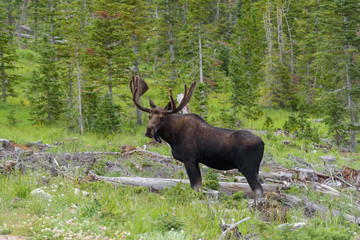 Shiras Moose in the Rocky Mountains of Colorado