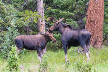 Shiras Moose in the Rocky Mountains of Colorado