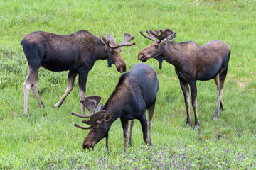 Shiras Moose in the Rocky Mountains of Colorado