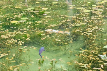 Fototapeta na wymiar 岐阜県関市　モネの池（名もなき池）