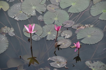 Water Lilies and Lily Pads, Vietnam