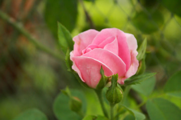 pink rose in garden. dept of field photo. valetine day.