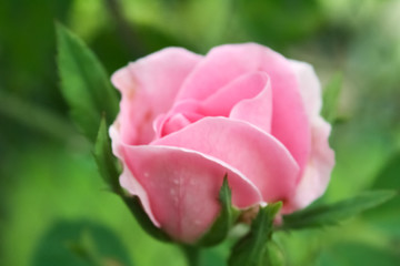 pink rose in garden. dept of field photo. valentine day.