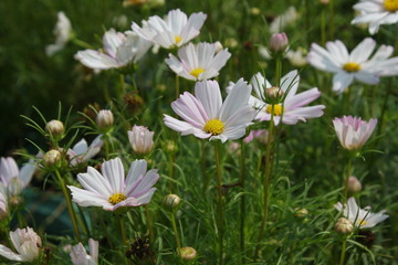 white flower in garden.