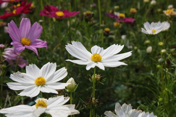 Fototapeta premium white flower in garden.
