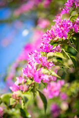 Close up of a flowering branch of Bougainvillea. It is a plant of the Nyctaginaceae family. The flower is small and white. The bracts are purple