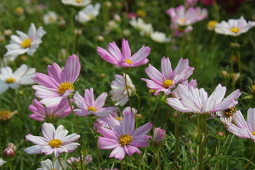 Fototapeta premium pink flower in garden.