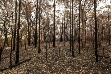 Burnt trees in bush fire Australia