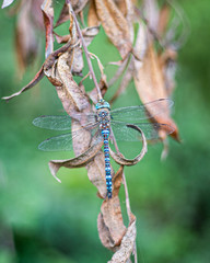 blue dragonfly close up on tree