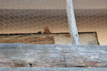 wire mesh in poultry house © aykutkarahan