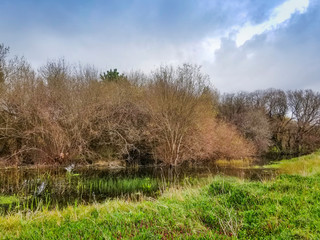 Winter lagoon eith willow trees