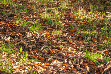 Chestnut leaves in autumn