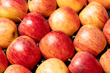 Apples. Background of red-yellow juicy apples.