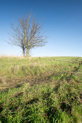 Fototapeta premium landscape tree and minimalism