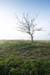 landscape tree and minimalism