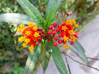 Small red and yellow flowers in a garden at Kapan monastery, Nepal