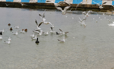Flock of gulls, ducks, swans and doves on a cloudy day on the black sea coast 