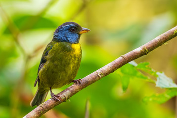 Moss-backed Tanager - Bangsia edwardsi, beautiful colored tanager from western Andean slopes, Amagusa, Ecuador.