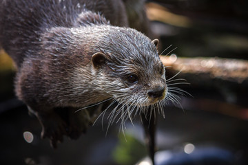 Cute asian small-clawed otter sitting on a tree trunk by the water