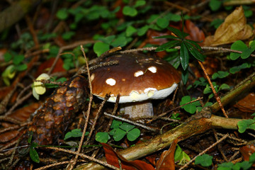 Mushroom in the forest
