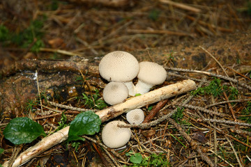 Common puffball