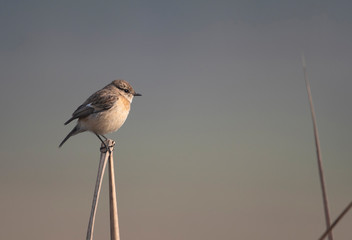 Stonechat (Saxicola torquatus) on the branch