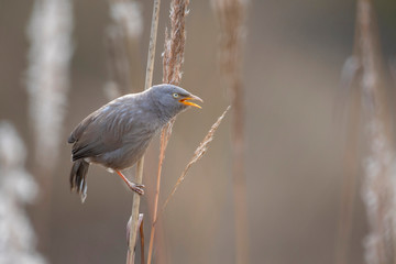 Jungle babbler
