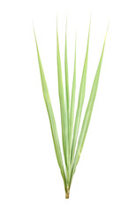 Green cane leaves are arranged beautifully on a white background clipping path.