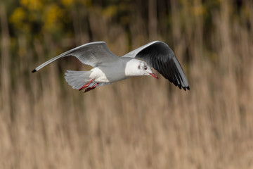 seagull in flight