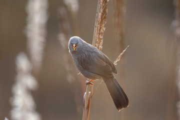 Jungle babbler on perch in reed