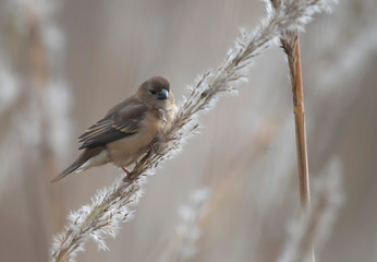  Red avadavat, munia or strawberry finch (Amandava amandava)