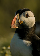 Naklejka premium Atlantic puffin portrait