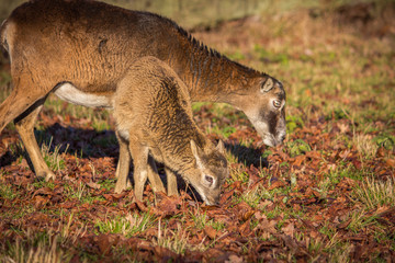 Mouflon mother eating with her young on a meadow in autumn