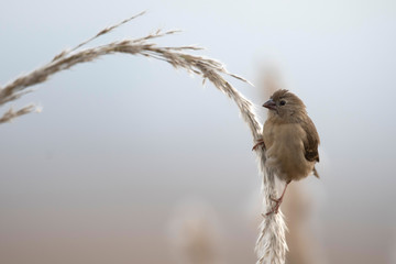  Red avadavat, munia or strawberry finch (Amandava amandava)