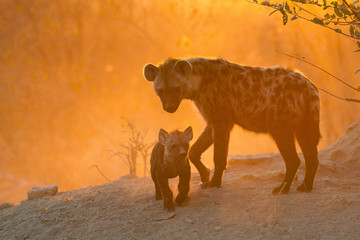 Backlit hyena mother and cub